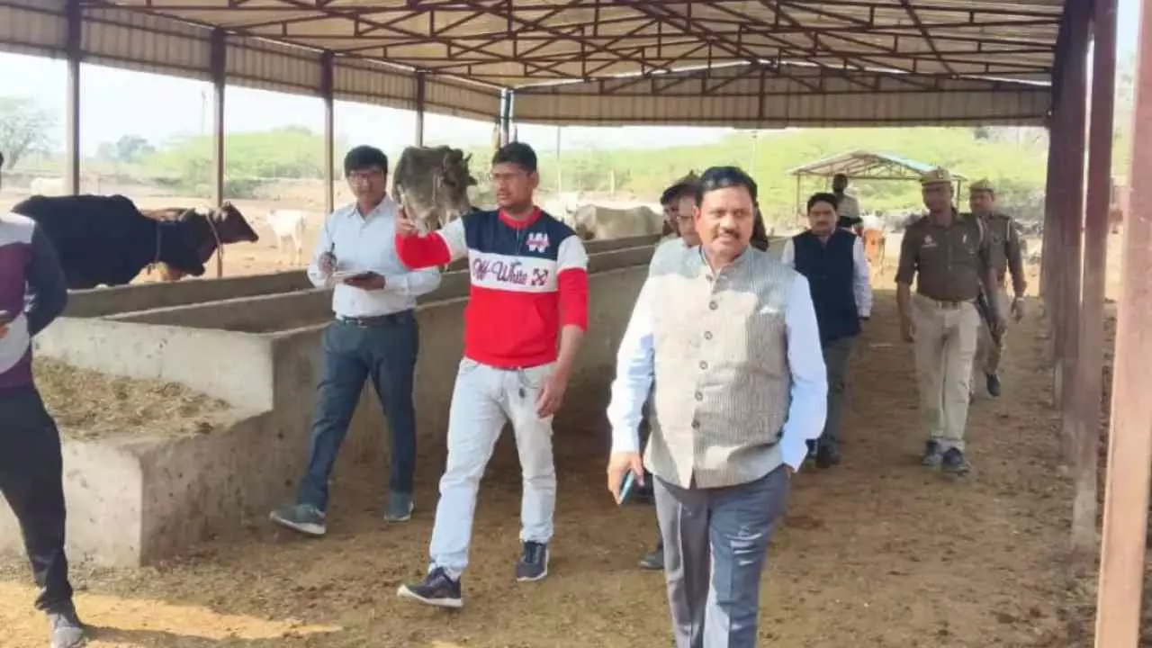 Auraiya News: औरैया में गौशाला की अव्यवस्थाओं पर सख्त कार्रवाई, सचिव को नोटिस
