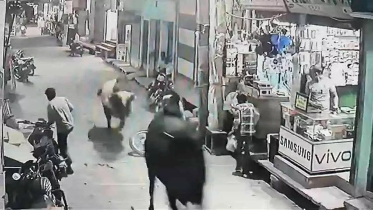 Saharanpur News: नानौता में दो सांडों का रण- थाना रोड बना अखाड़ा, युवक घायल, तीन बाइक क्षतिग्रस्त Saharanpur News: नानौता में दो सांडों का रण- थाना रोड बना अखाड़ा, युवक घायल, तीन बाइक क्षतिग्रस्त